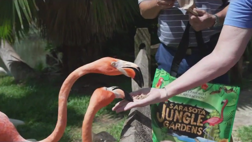 Sarasota Jungle Gardens offers close-up encounters with flamingos